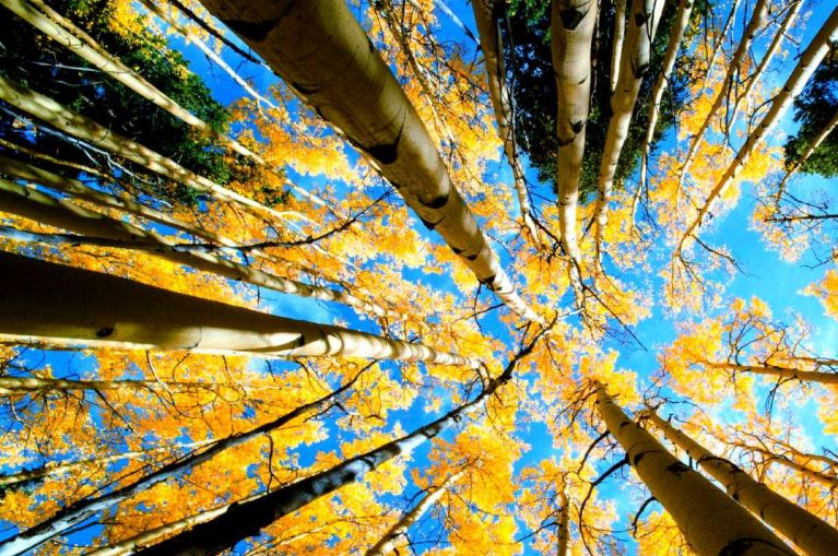 Little Yellow Leaves