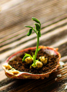 Seed Sprout
