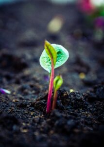 Sprouting Seeds