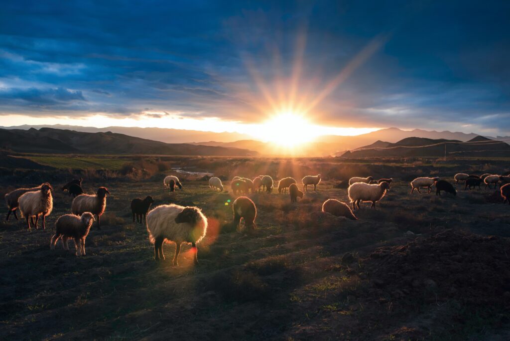 Lost Sheep