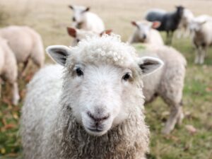 One Lost Sheep