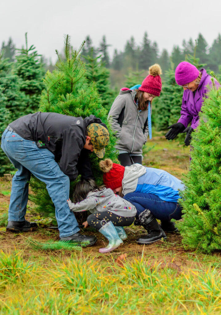 Christmas Preparations