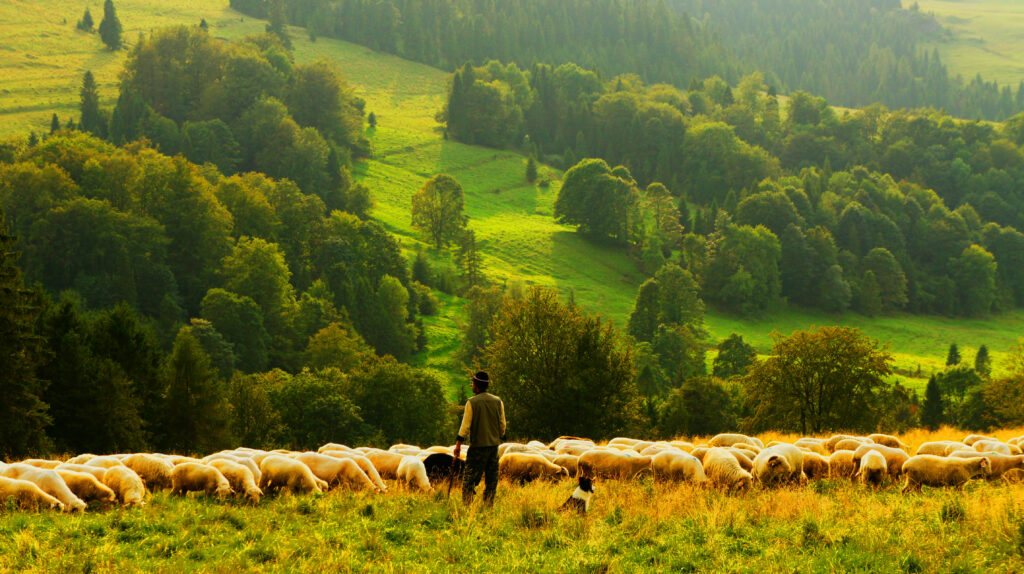 The Good Shepherd