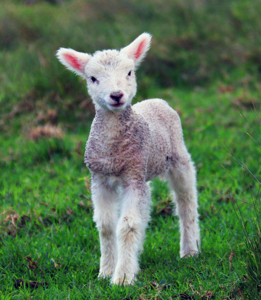 The Good Shepherd